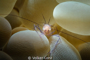 Shrimp in bubble coral by Volker Lonz 